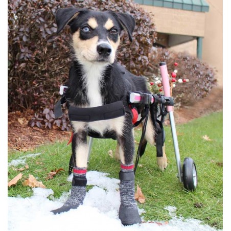 Chaussettes antidérapantes pour chien, chaussettes pour chien grises -  Morin France