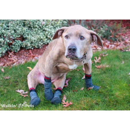 Chaussettes antid rapantes pour animaux Walkin Pets