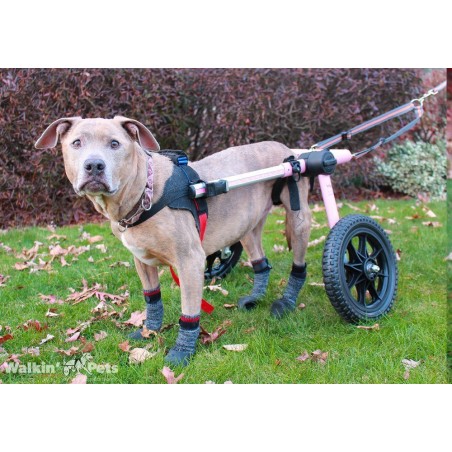 Chaussette pour on sale chien extérieur