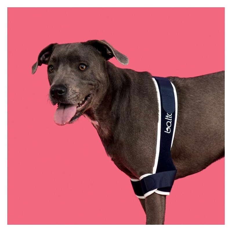 Coudière attelle du coude chien et chat Balto Mikan