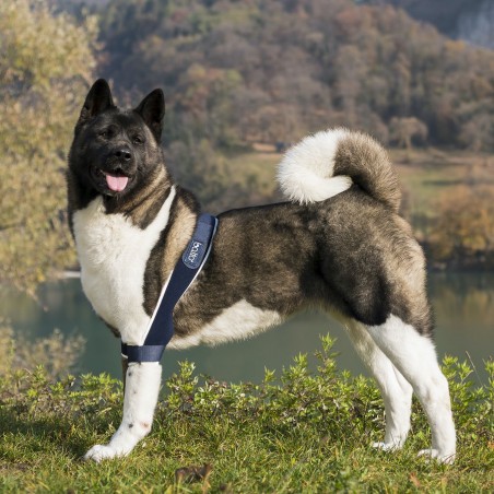 Coudière attelle du coude chien et chat Balto Mikan