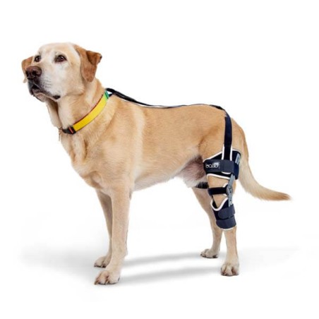 Genouillère articulée pour chien Balto Ligatek avec système d'ancrage