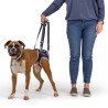 orthèse attelle de hanche pour chien et chats Balto Mikan