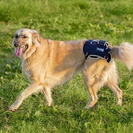 orthèse attelle de hanche pour chien et chats Balto Mikan