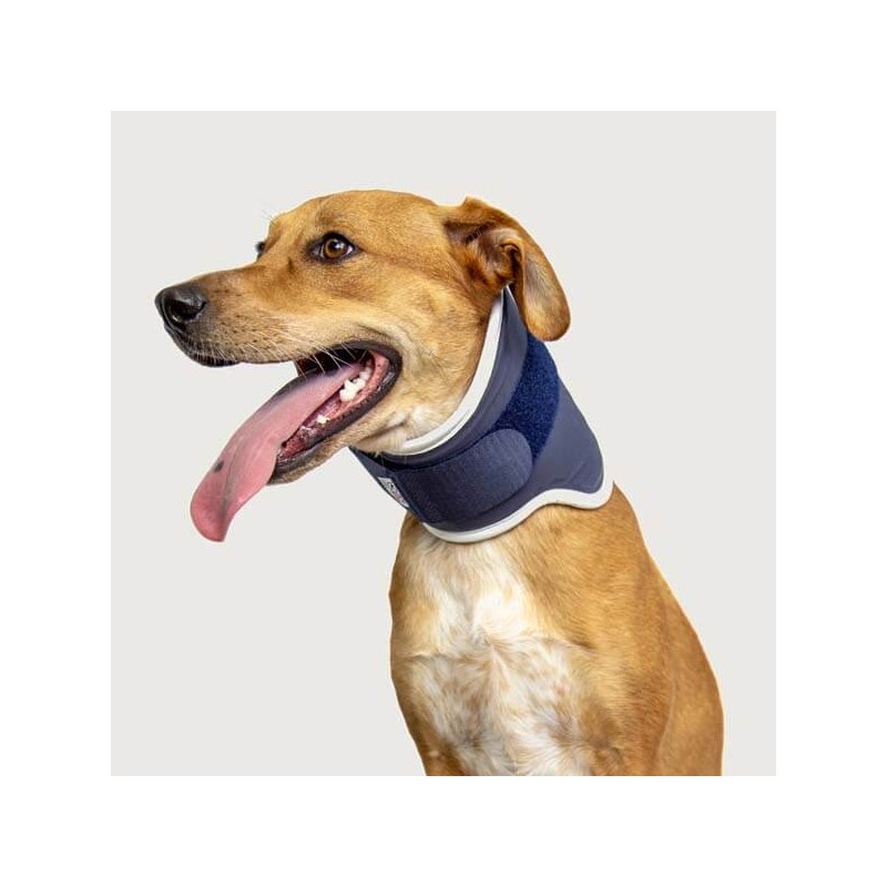 Minerve rigide pour chien chat Balto mikan