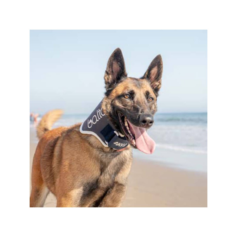 Minerve rigide pour chien chat Balto mikan