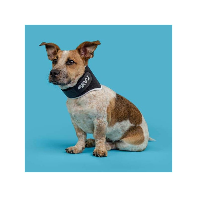 Minerve rigide pour chien chat Balto mikan