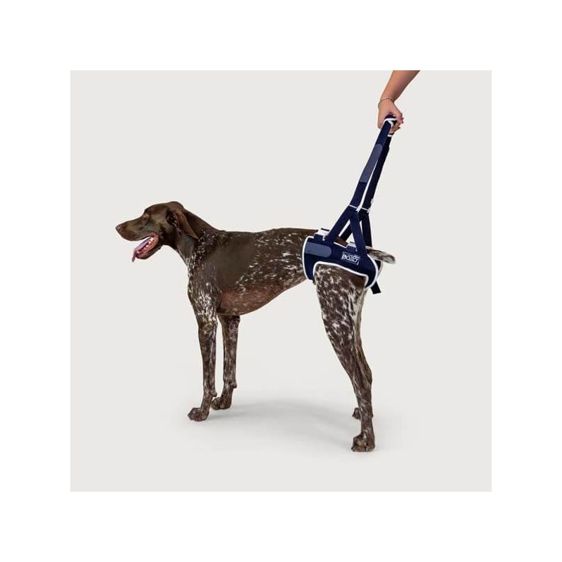 Harnais pattes arrière avec renforts Balto