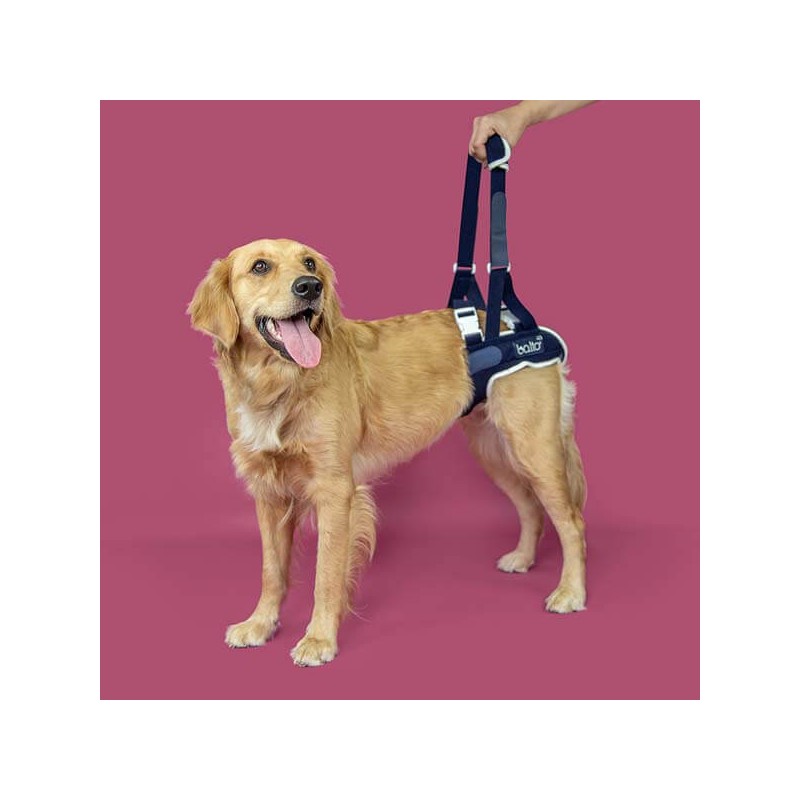 Harnais pattes arrière avec renforts Balto