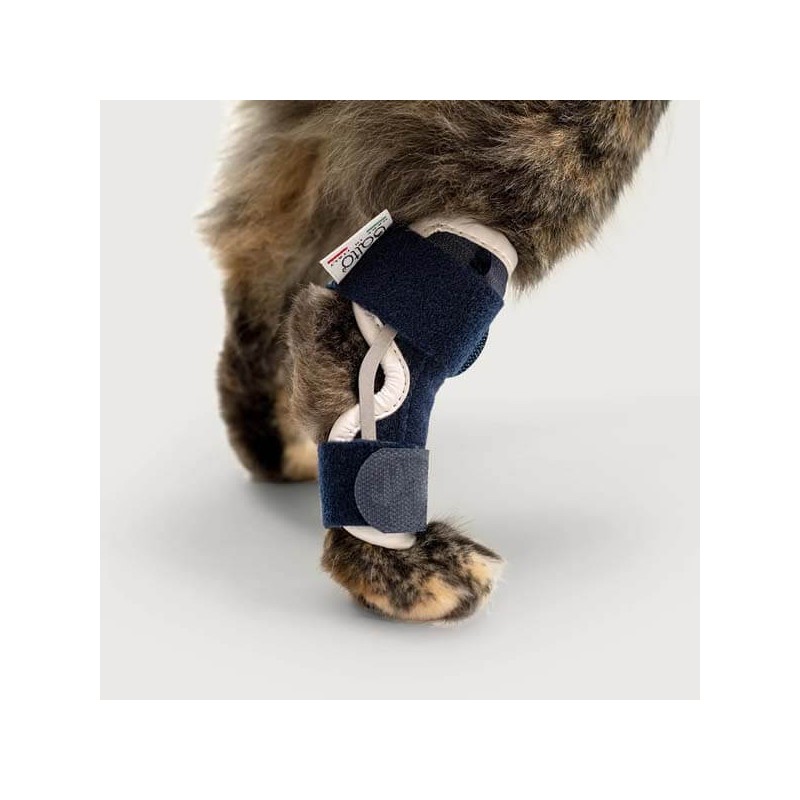 Attelle du tarse patte arrière chien chat Balto mikan
