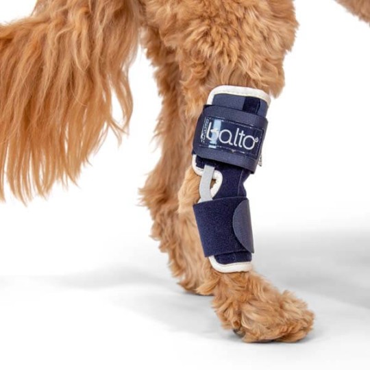 attelle-tarse-patte-arri-re-chien-ou-chat-balto
