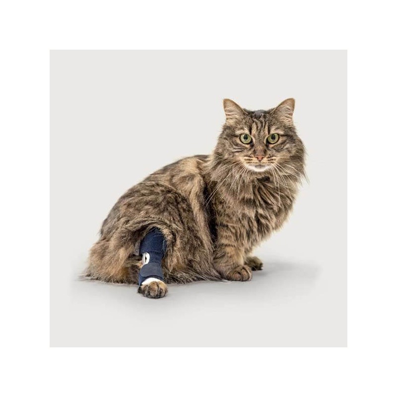 Attelle du tarse patte arrière chien chat Balto mikan