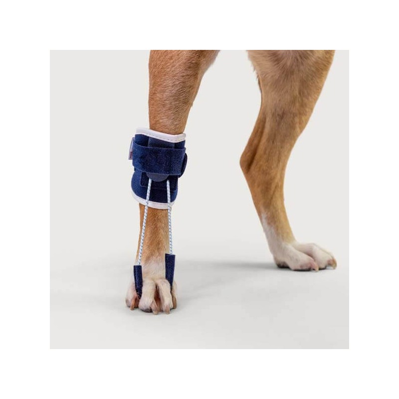 Attelle releveurs hyperflexion des phalanges Balto chien et chat mikan
