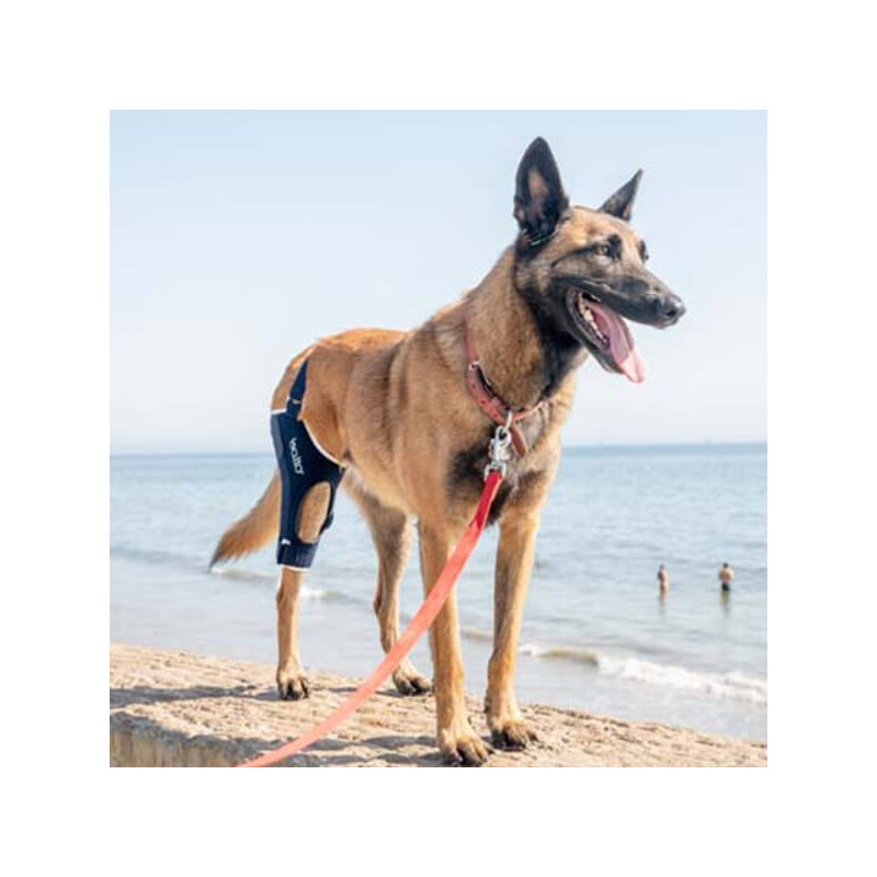 Genouillère pour animaux Balto