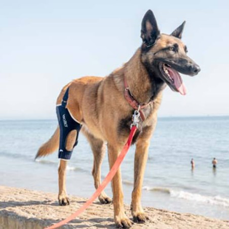 Genouillère pour animaux Balto