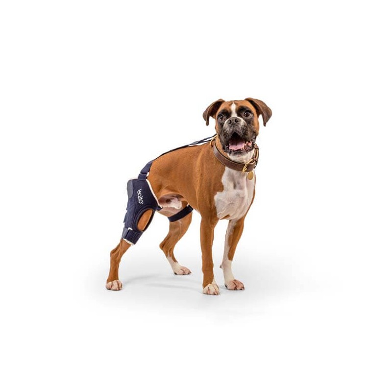 Genouillère pour animaux Balto