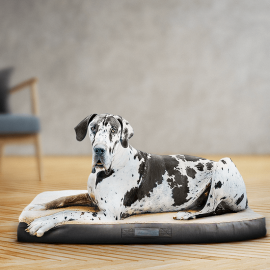 Matelas à mémoire de forme chien