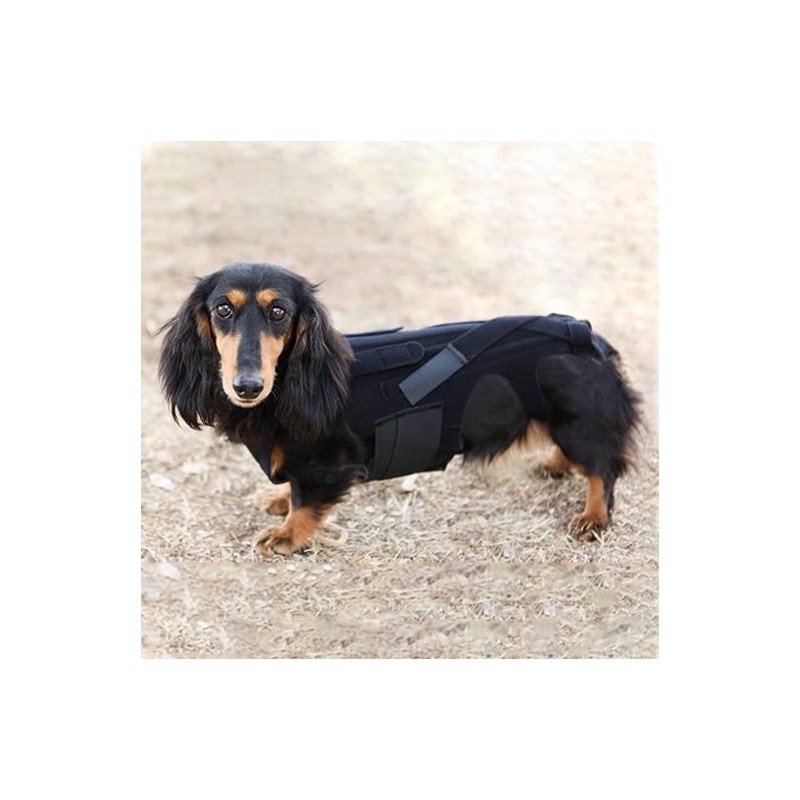 Ceinture dorsale pour chiens et chats hernie lombaire