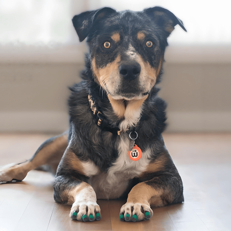 Toegrips bague antidérapante pour griffes pour chien