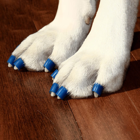 Toegrips bague antidérapante pour griffes pour chien