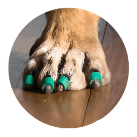 Toegrips bague antidérapante pour griffes pour chien