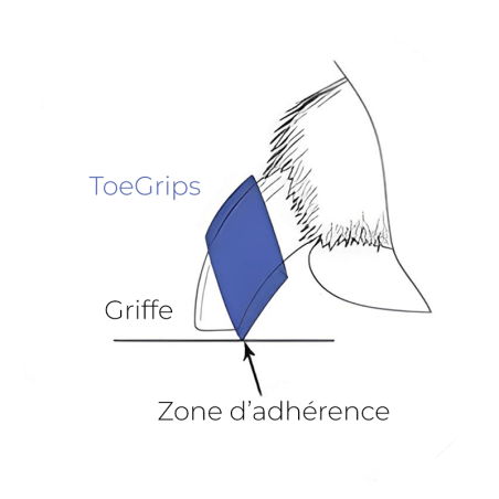 Toegrips bague antidérapante pour griffes pour chien