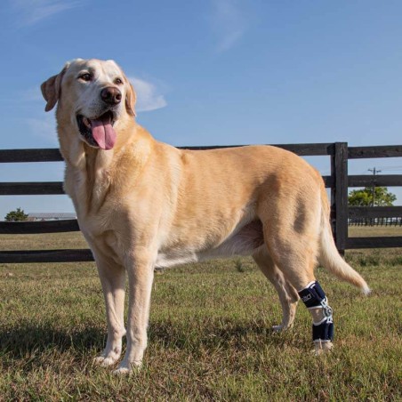 Attelle du tarse articulée Balto Flexor pour animaux