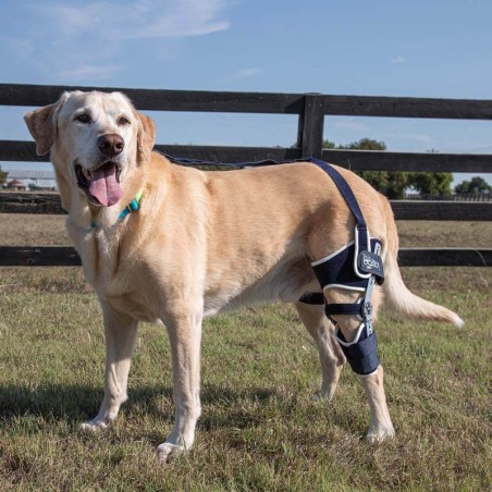 Genouillère articulée pour chien Balto Ligatek