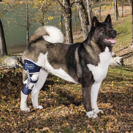 Genouillère articulée pour chien Balto Ligatek