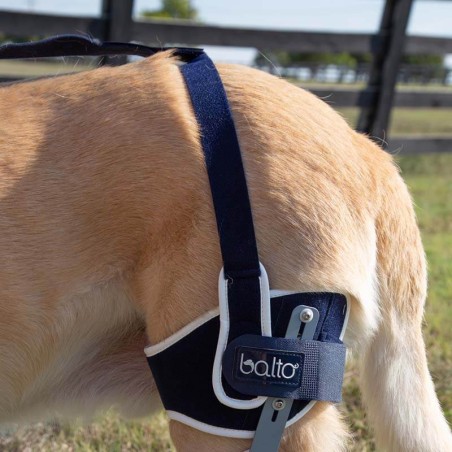 Genouillère articulée pour chien Balto Ligatek avec système d'ancrage