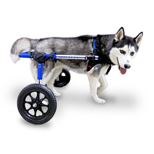 Chariots pour chiens handicapés Walkin wheels