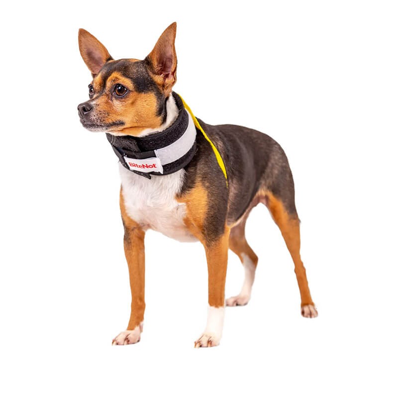 collier collerette chat chien alternative minerve Bitenot Mikan