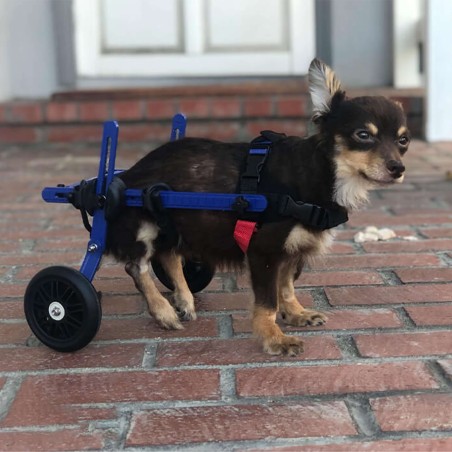 chariot roulant pour animaux handicapés walkin'wheels mikan