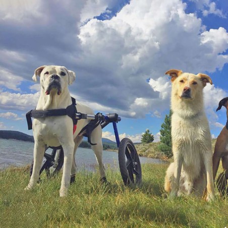 chariot roulant pour animaux handicapés walkin'wheels mikan
