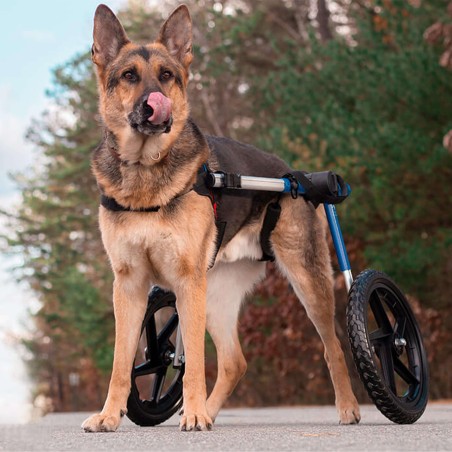 chariot roulant pour animaux handicapés walkin'wheels mikan