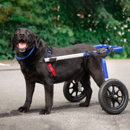 chariot roulant pour animaux handicapés walkin'wheels mikan