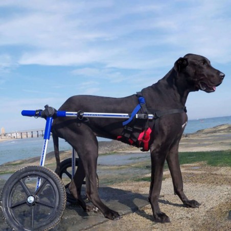 chariot roulant pour animaux handicapés walkin'wheels mikan