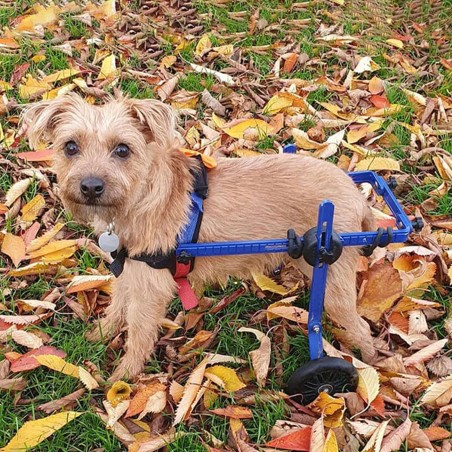 Fauteuil roulant pour chien amélioré, fauteuil roulant pliable