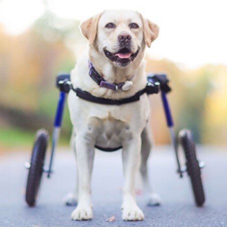 chariot roulant pour animaux handicapés walkin'wheels mikan