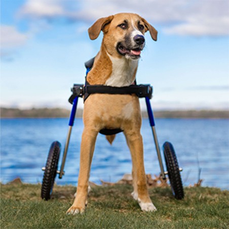 chariot roulant pour aimauxt handicapés walkin'wheels mikan