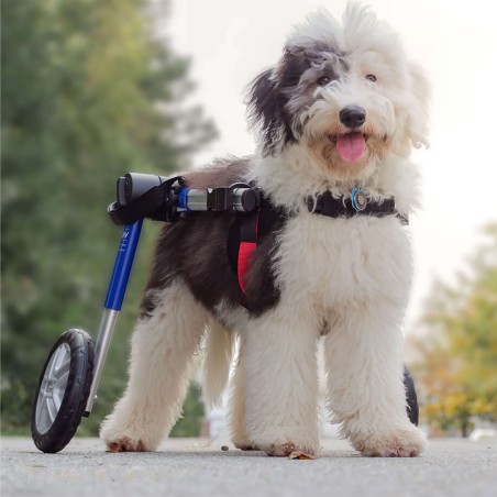 chariot roulant pour animaux handicapés walkin'wheels mikan