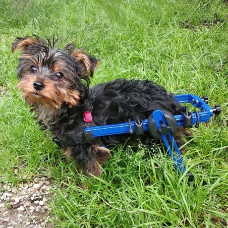 Roues de rechange pour chariot roulant pour chien handicapé