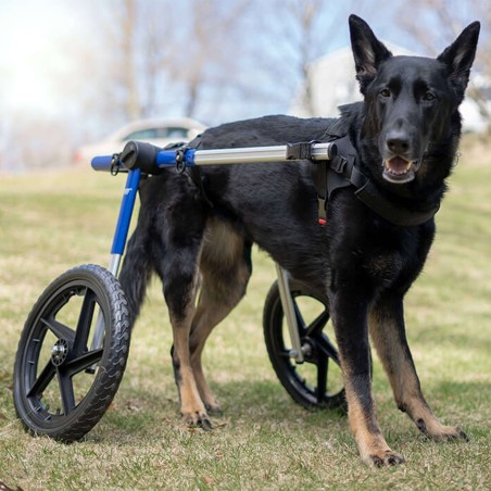 chariot roulant pour aimauxt handicapés walkin'wheels mikan