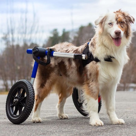 chariot roulant pour aimauxt handicapés walkin'wheels mikan