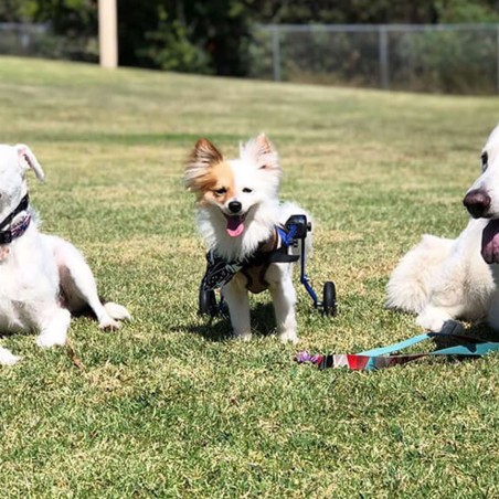 chariot roulant pour animaux handicapés walkin'wheels mikan