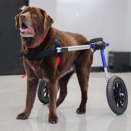 chariot roulant pour chien et chat handicapé walkin'wheels mikan