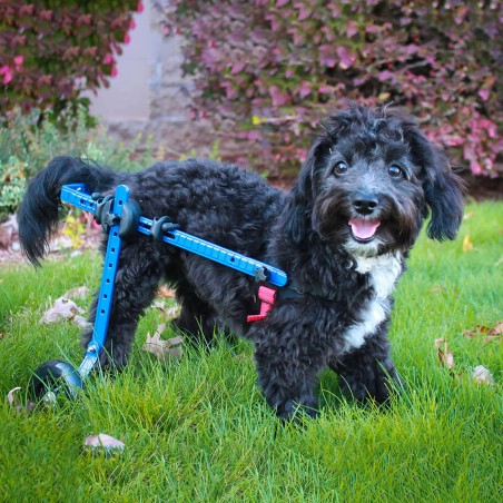 chariot roulant pour chien et chat handicapé walkin'wheels mikan