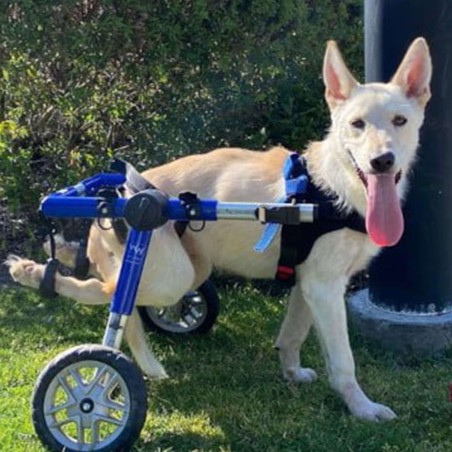 chariot roulant pour chien et chat handicapé walkin'wheels mikan