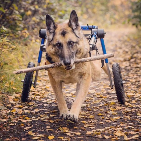 chariot roulant pour chien et chat handicapé walkin'wheels mikan