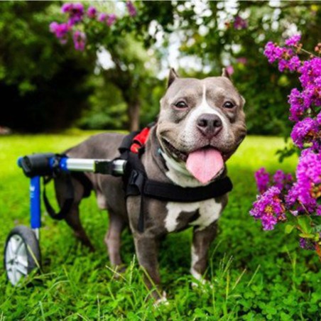 chariot roulant pour chien et chat handicapé walkin'wheels mikan